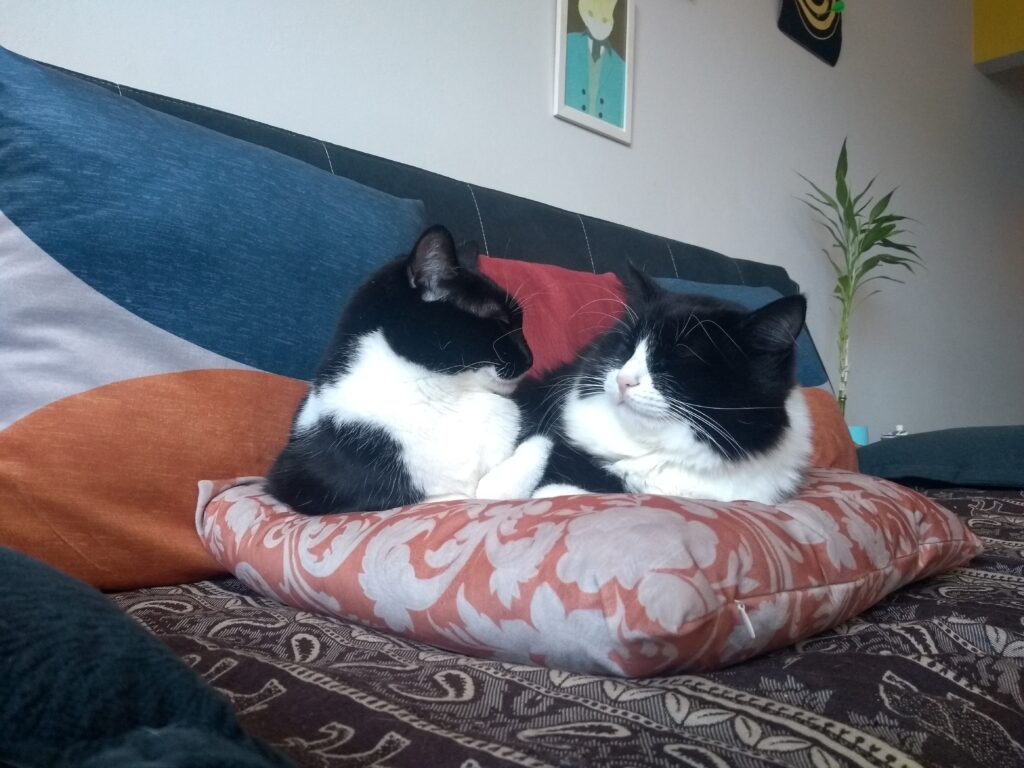 Angelito e Mafalda, dois gatos